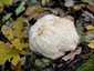 Süngomba (Hericium erinaceus), Budai-hegység